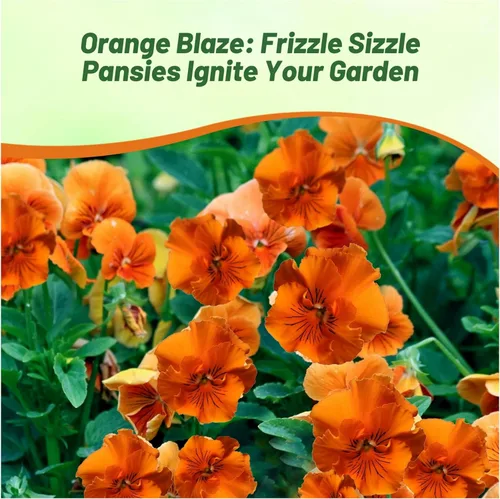 Vista 6 de Outsidepride Frizzle Sizzle - Semillas de pensamiento de viola naranja para plantar, 50 unidades. Flores bienales, resistentes al frío y aptas