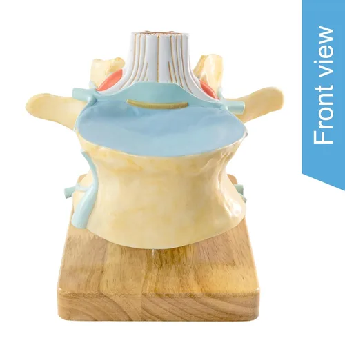 Vista 7 de EVOTECH SCIENTIFIC Modelo de vértebra lumbar humana agrandada con médula espinal y equina cauda – 2 veces 2 piezas modelo de columna vertebral