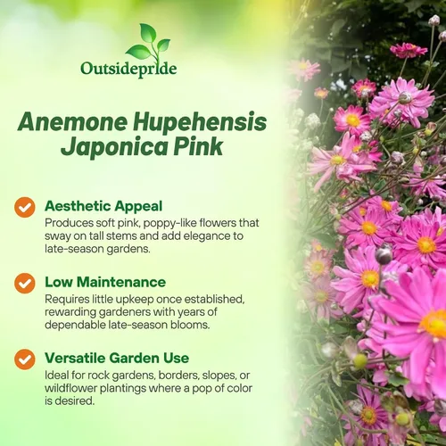 Vista 3 de Outsidepride Semillas de anémona rosa para plantar, 100 semillas de flores perennes resistentes y autosiembradas con flores vibrantes y follaje