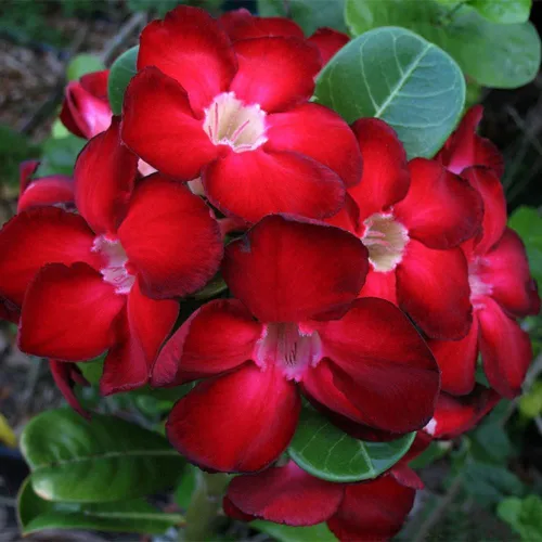 Vista 5 de Planta de rosa del desierto Adenium, rosa del desierto para principiantes para plantar en interiores y exteriores, 10-15 cm, plántula suculenta