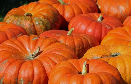 Vista 2 de Semillas de calabaza Cenicienta para planitar - 20 semillas