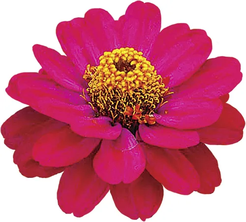 Vista 3 de Park Seed Semillas de zinnia, plantas de flores, fáciles de cultivar, sin OMG, perfectas para jardín de primavera, cereza Swizzle y marfil, paquete