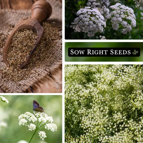Vista 4 de Sow Right Seeds - Semilla de anís para plantar - Hierba culinaria aromática para plantar tu jardín de hierbas caseras - Interior o exterior - Planta