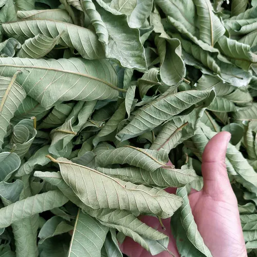 Vista 4 de Té de hojas enteras de guayaba, té de hojas sueltas de hierbas de guayaba, 2.0 onzas, 100% natural