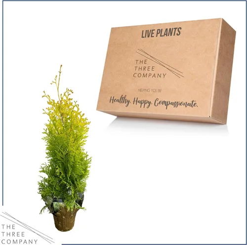 Vista 5 de Árbol Vivo Thuja Jantar - Decoración de Mesa - 16 Pulgadas de Alto por 4 Pulgadas de Ancho en Cubierta Decorativa