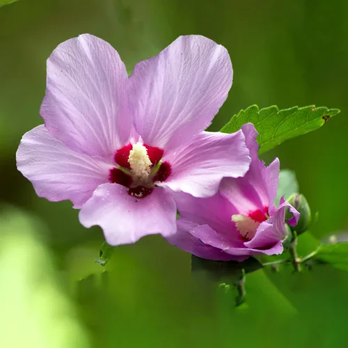 Vista 2 de FixtureDisplays Rose of Sharon Hibiscus - Planta viva orgánica con trasplante de raíces Arbusto Temporada de otoño e invierno: sin hojas. Espere que