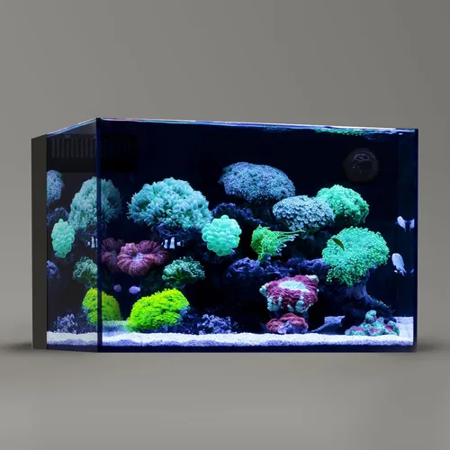 Vista 7 de LANDEN 35C Tanque de Acuario de Vidrio Ultra Transparente Sin Marco de Hierro Bajo de 7.2 Galones con Cámara de Filtración Trasera (Bomba Incluida)