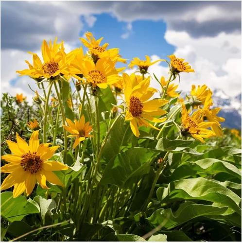 Vista 3 de Everwilde Farms - Semillas de flores silvestres nativas Arrowleaf Balsamroot de 1 onza - Gold Vault