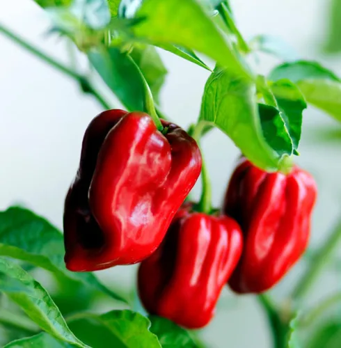 Vista 6 de Más de 35 semillas de pimiento picante para plantar habanero fantasma, mezcla de semillas de pimiento fantasma, rojo, naranja, amarillo, semillas