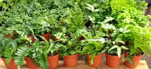 Vista 3 de Helechos - Jardín de hadas - 5 plantas diferentes - Macetas de 4