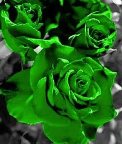 Vista 3 de 5 VERDE ROSA Arbusto Rosa Arbusto Perenne Semillas Flor Peine S/H