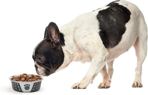 Vista 5 de PetRageous 13097 Fiji - Cuenco para perro de acero inoxidable antideslizante apto para lavavajillas, capacidad de 1.75 tazas, 5.5 pulgadas