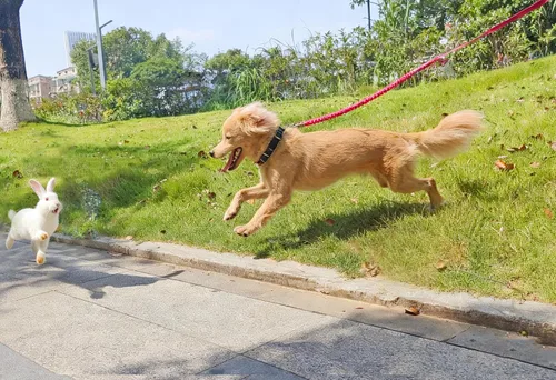 Vista 8 de Correa elástica para perro - Correa de nylon reflectante y de 5 pies con absorción de golpes Entrenamiento anti-jalón para perros Negro