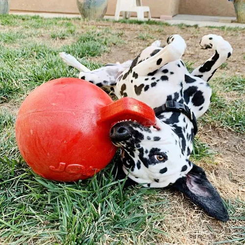 Vista 2 de Jolly Pets Tug-n-Toss - Pelota de juguete resistente para perros con asa, 4.5 pulgadas/pequeña, color rojo