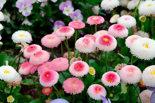 Vista 4 de Semillas English Daisy Pompon Mix (Marguerites) Flores perennes para plantar