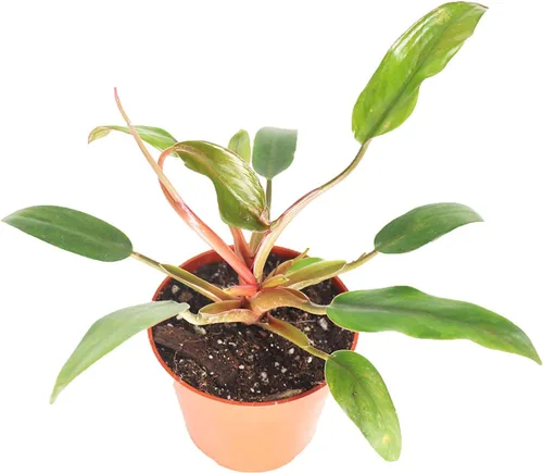 Vista 10 de Philodendron Bipennifolium Aurea - Maceta de 4" de California Tropicals