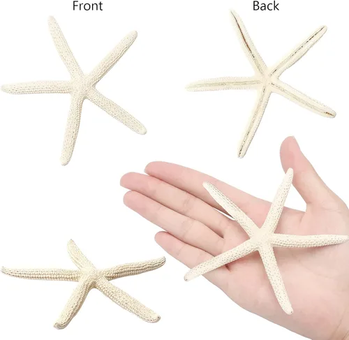 Vista 5 de 12 piezas de estrellas de mar Decoración de estrellas de mar de 2.5 a 6 pulgadas Conchas naturales de estrella de mar a granel perfectas