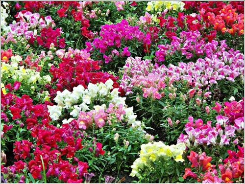 Vista 3 de Semillas Snapdragon Mix Low Dwarf Annual Outdoor Garden Flower for Planting Heirloom Non GMO