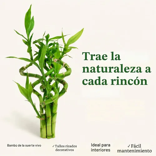 Vista 5 de Planta viva de bambú de la suerte, planta de interior de bambú rizado, Dracaena Sanderiana