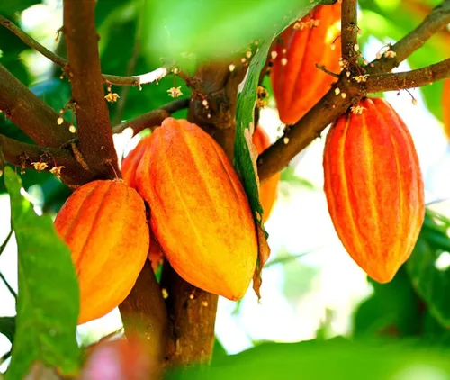 Vista 24 de Semillas de frutas para plantar - Semillas de frutas de jardín (caqui americano - 10 semillas)