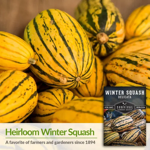 Vista 3 de Semillas de calabaza de invierno Delicata para plantar, 1 paquete