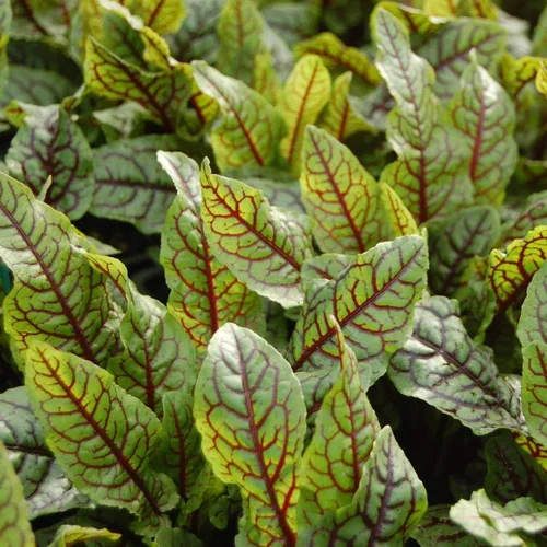 Vista 5 de Semillas de interior acedera roja veteada muelle de sangre 40 días vegetal sin OMG para plantar 100 semillas