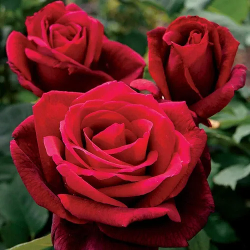Vista 4 de Más de 299 semillas de flores de rosas, regalo romántico para amantes y jardineros, flores fragantes y coloridas para cualquier ocasión