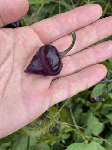 Vista 3 de Paquete de semillas prémium de pimiento UFO púrpura para plantar