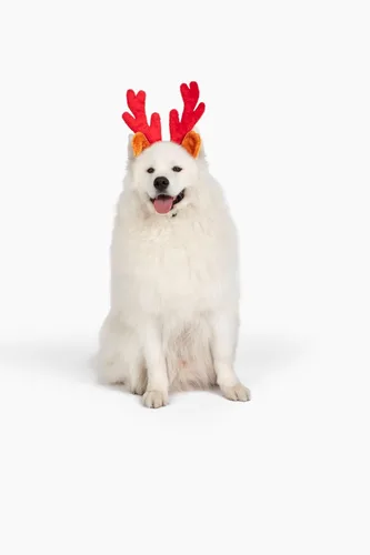 Vista 5 de Cuernos de reno de Navidad con orejas para grandes perros por Midlee
