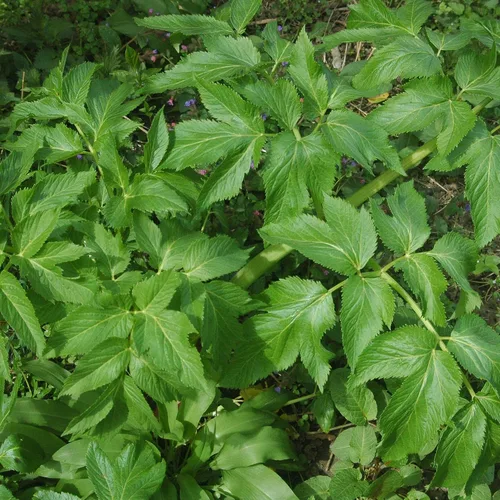Vista 3 de Angelica (Angelica archangelica) - Cultiva ahora o almacena para futuras plantaciones - Cápsula de 30 semillas