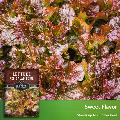 Vista 4 de Semillas de lechuga roja para plantar, 1 paquete con instrucciones para plantar y cultivar lechuga de hoja suelta en tu huerto casero, variedad