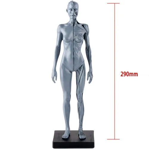 Vista 2 de Dental Nueva Anatomía Anatómica Femenina Cráneo Cabeza Cuerpo Modelo Músculo Hueso (11.8 in) Altura
