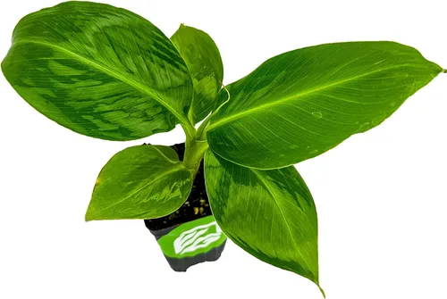 Vista 9 de Principito de plátano - Musa 'Principito' de Wellspring Gardens - Belleza tropical ornamental para jardinería en contenedores y en interiores