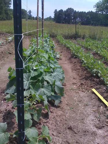 Vista 5 de Guita de jardín para atar tomate de 6300 pies