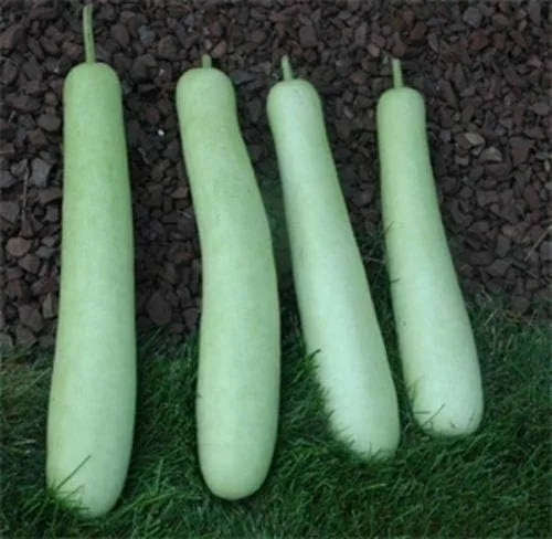 Vista 3 de Edịble Botella Larga Calabaza Séwds/Asiático Indian Opo Squash/Dudi/Calabash/Melón Largo - 10 Seeds_Easy_Grow