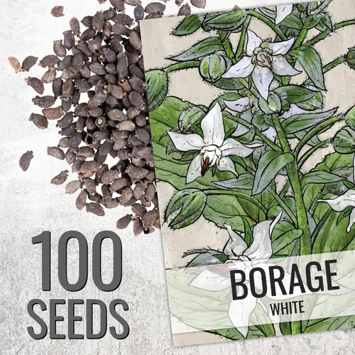 Vista 3 de Seed Needs - Paquete variado de semillas de borraja, 2 unidades, sin OMG y hierbas tradicionales