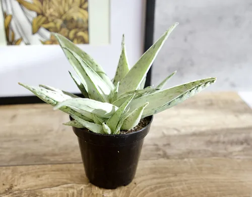 Vista 13 de Plantas suculentas de aloe vivo (paquete de 3), plantas suculentas viven en tierra para macetas, plantas suculentas en maceta, plantas vivas