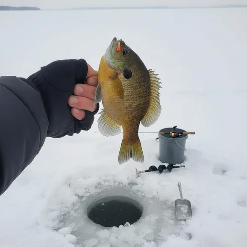 Vista 3 de Plantillas de pesca en hielo con brillo UV de tungsteno, paquete de 30 ninfas de hielo, caja de aparejos gratis, incluida 0.157 in 1.1 gm #10