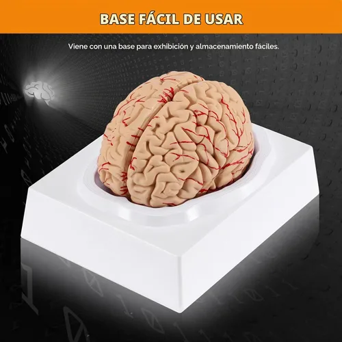 Vista 7 de BEAMNOVA Modelo de cerebro humano con vasos, modelo de anatomía de tamaño real de 8 partes desmontable con imanes, herramienta de enseñanza