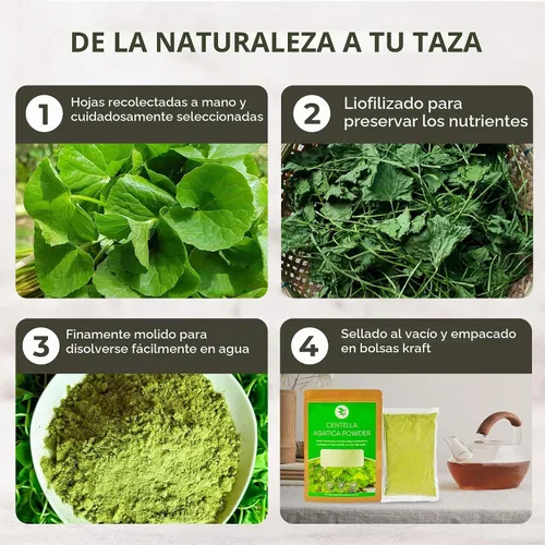 Vista 4 de Centella Asiatica Polvo (Gotu Kola), 10.58 oz