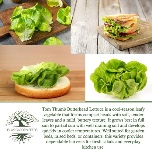 Vista 6 de Semillas de lechuga Tom Thumb Butterhead (Lactuca sativa) – Más de 1000 semillas tradicionales sin OMG de Isla's Garden Seeds, variedad compacta