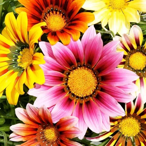 Vista 2 de 100 semillas de Gazania mezcla a rayas flores plantas de cobertura del suelo raras crecen fácilmente - PeavyTailor
