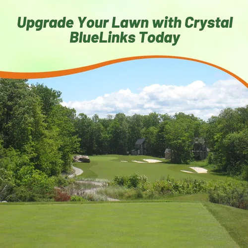 Vista 6 de Outsidepride Crystal Bluelinks - Semilla de césped doblada rastrera – 1 libra de césped denso para verdes de golf y superficies de putting, textura