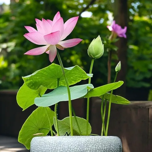 Vista 7 de 12 piezas de semillas de loto de colores mixtos rosa, rojo y verde para plantar hermosas plantas acuáticas para bonsáis de interior, estanques al
