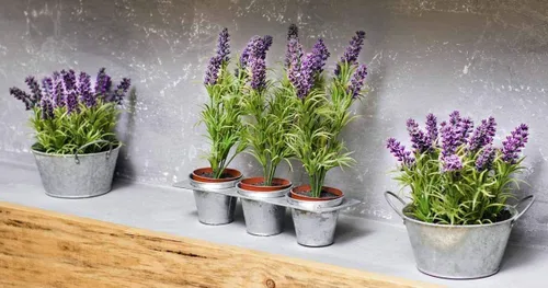 Vista 2 de Gaea's Blessing Semillas – Semillas de lavanda inglesa – Semillas tradicionales sin OMG con instrucciones fáciles de seguir – Vera True Lavender