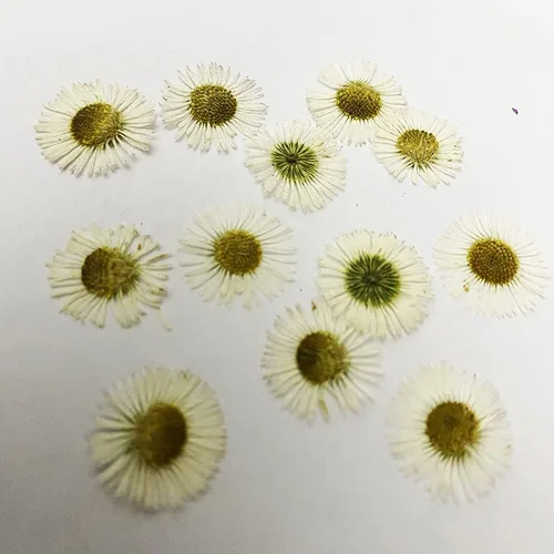 Vista 7 de 12 piezas de girasoles amarillos brillantes, flores secas prensadas reales y naturales para arte con resina y manualidades DIY