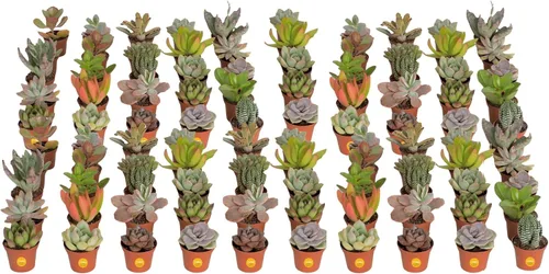 Vista 17 de Costa Farms Mini suculentas, planta de interior viva, fácil cuidado Macetas suculentas