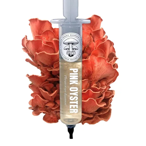Vista 8 de Melena de León (Hericium Erinaceus) Cultivo Líquido 20mL Sustrato Micología