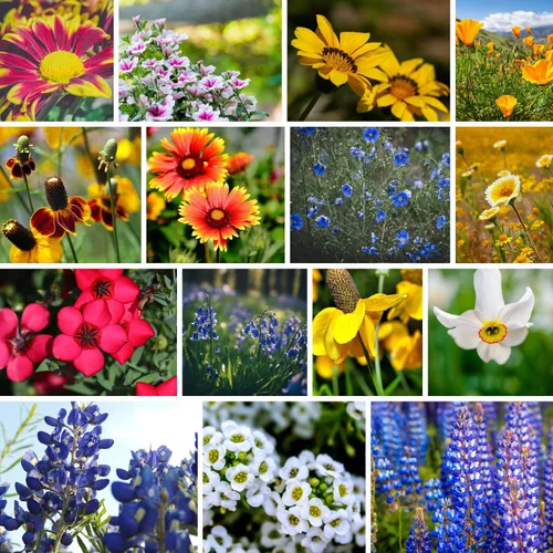 Vista 6 de Semillas de flores silvestres a granel - Mezcla de flores silvestres del medio oeste - 1 libra 640,000+ flores silvestres de la pradera - Semillas
