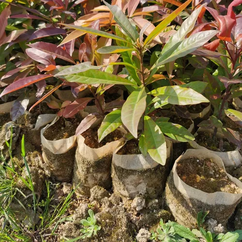 Vista 8 de gardtree Bolsas para vivero de plantas de 7.8" x 8.6" 100 unidades, bolsas de cultivo de plantas biodegradables de tela no tejida, macetas Blanco